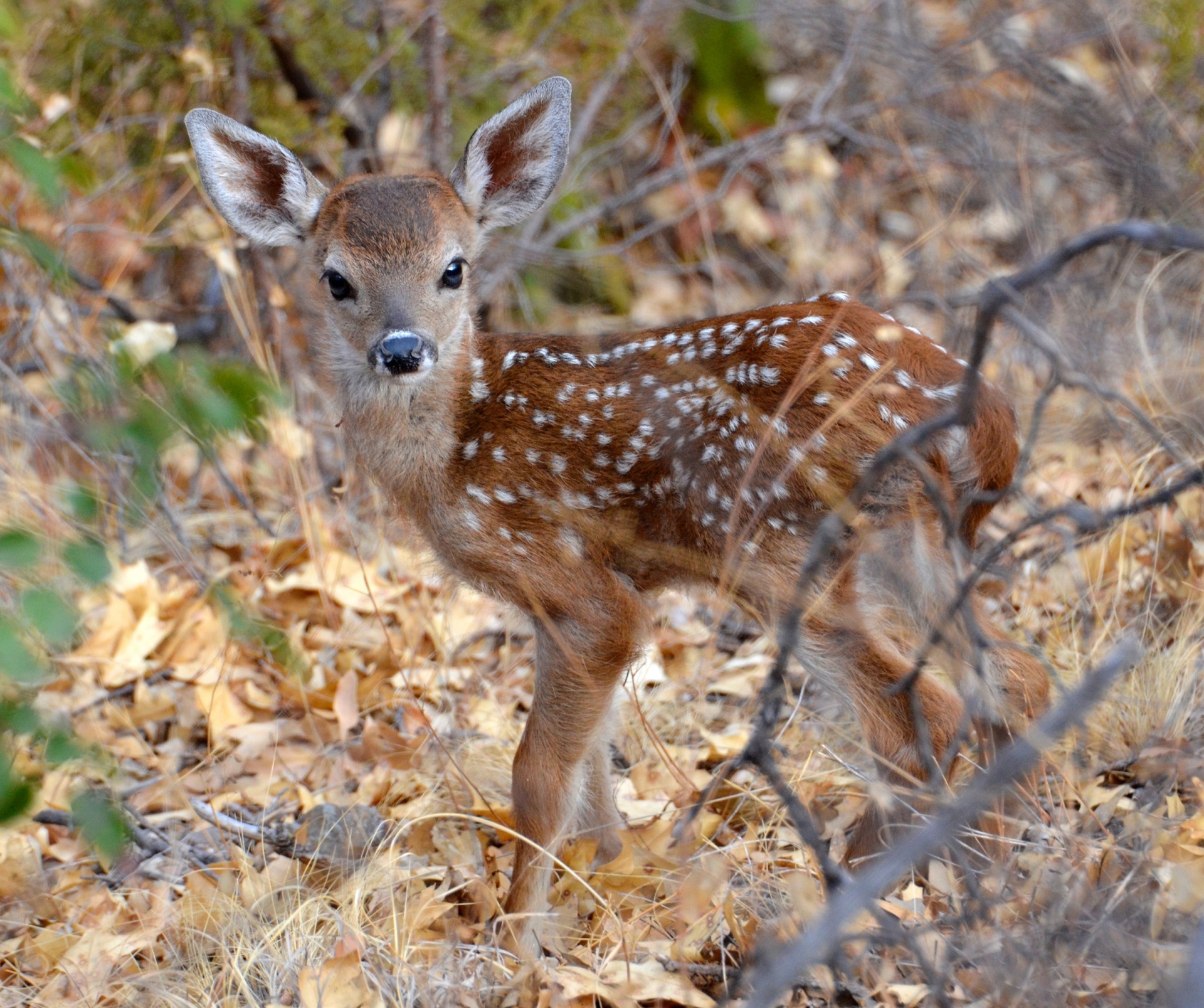 deer fawn baby free photo