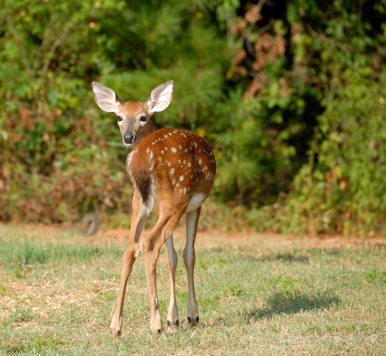 fawn deer animal free photo