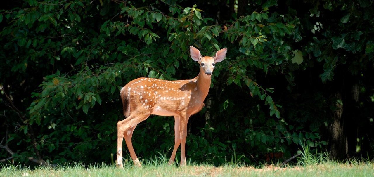 fawn deer animal free photo