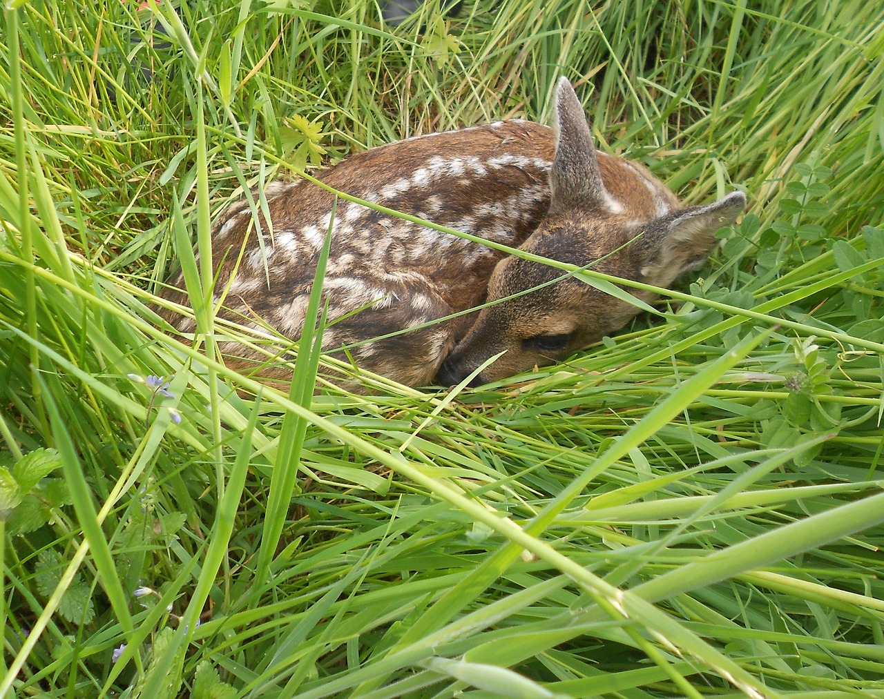 fawn roe deer young free photo