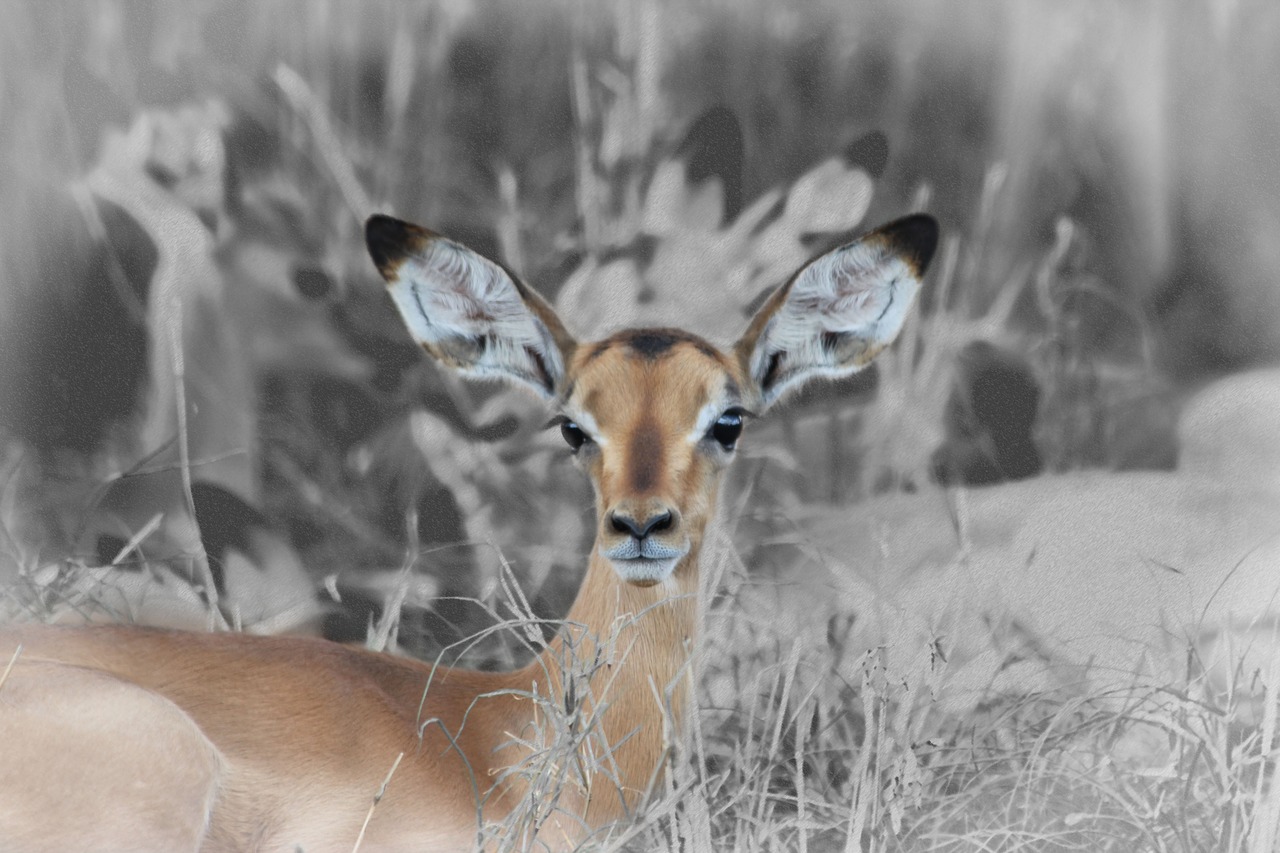 fawn buck baby impala free photo