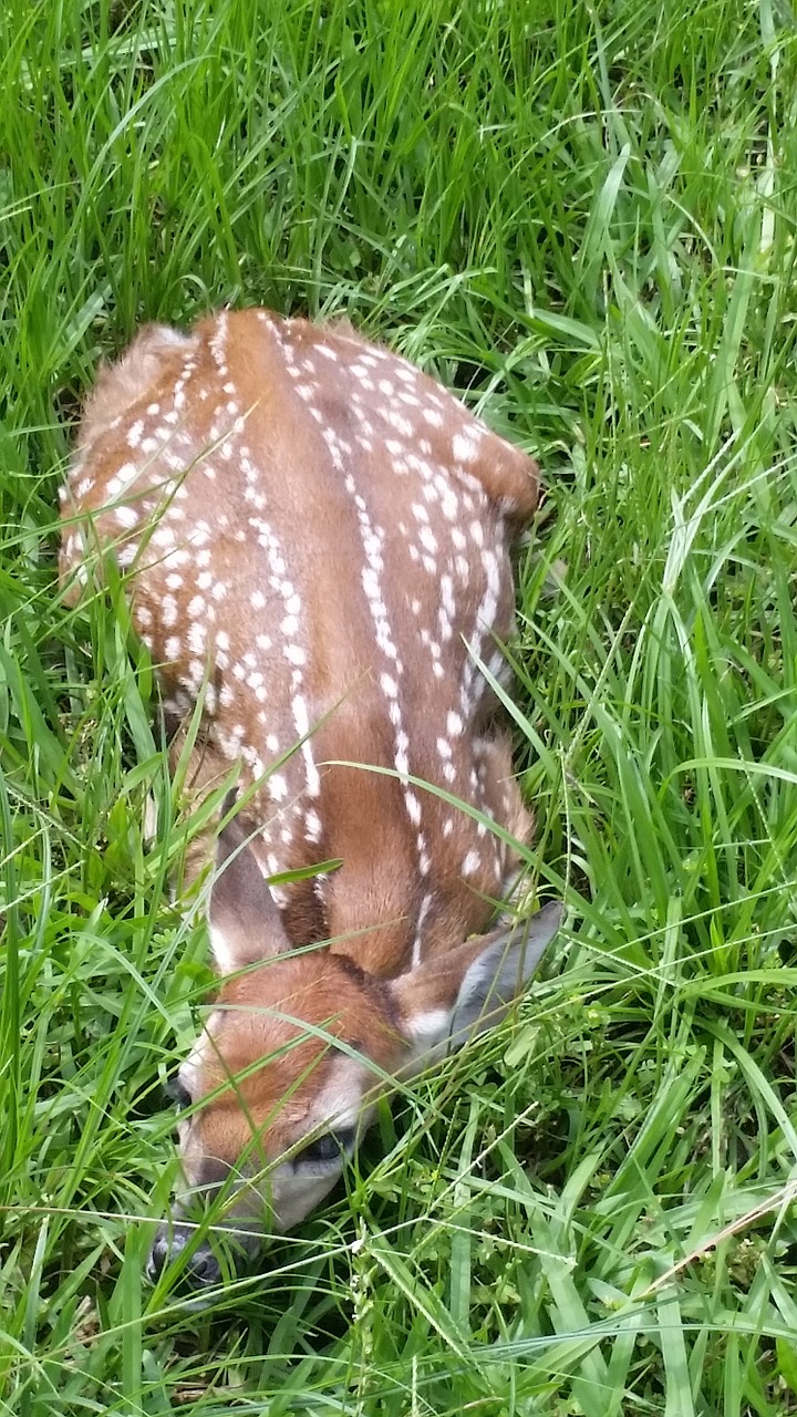 fawn deer nature free photo