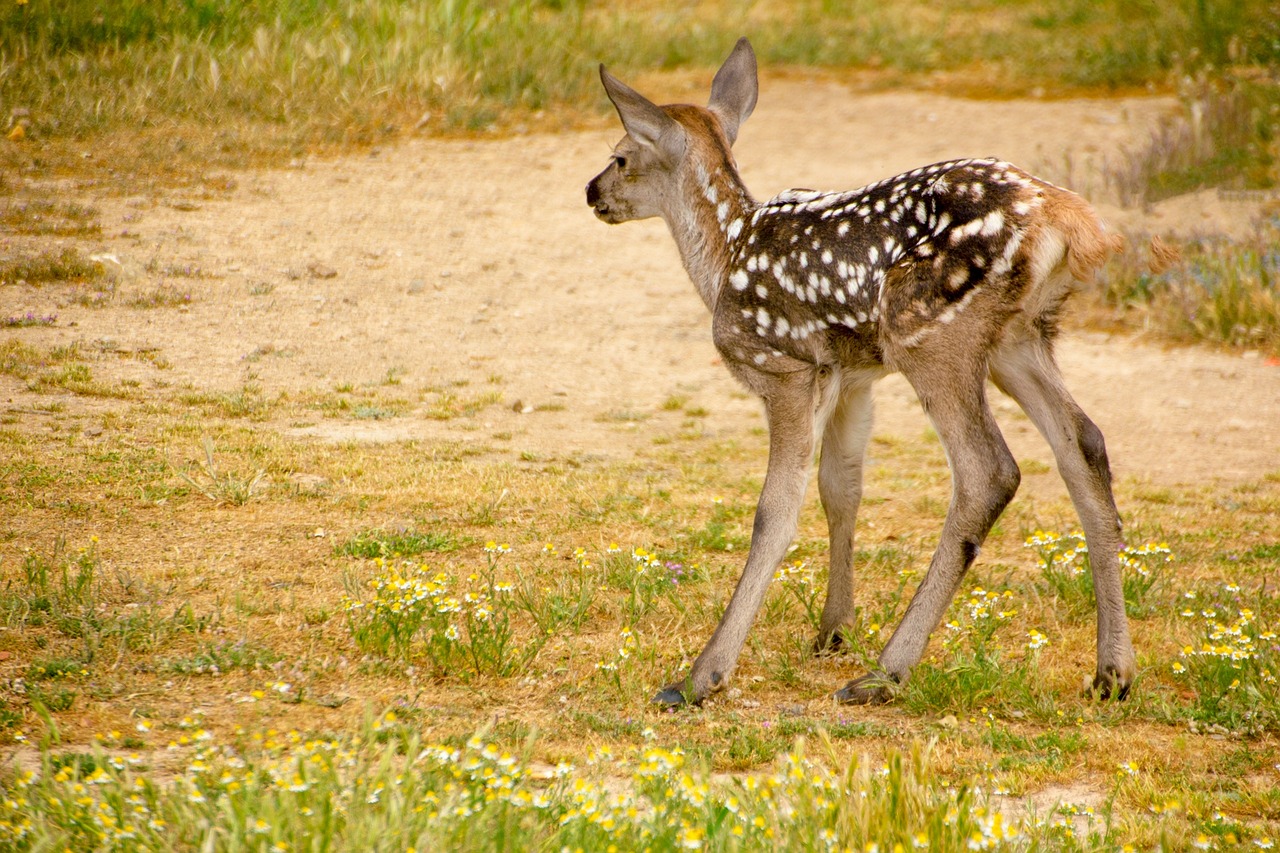 fawn nature fauna free photo