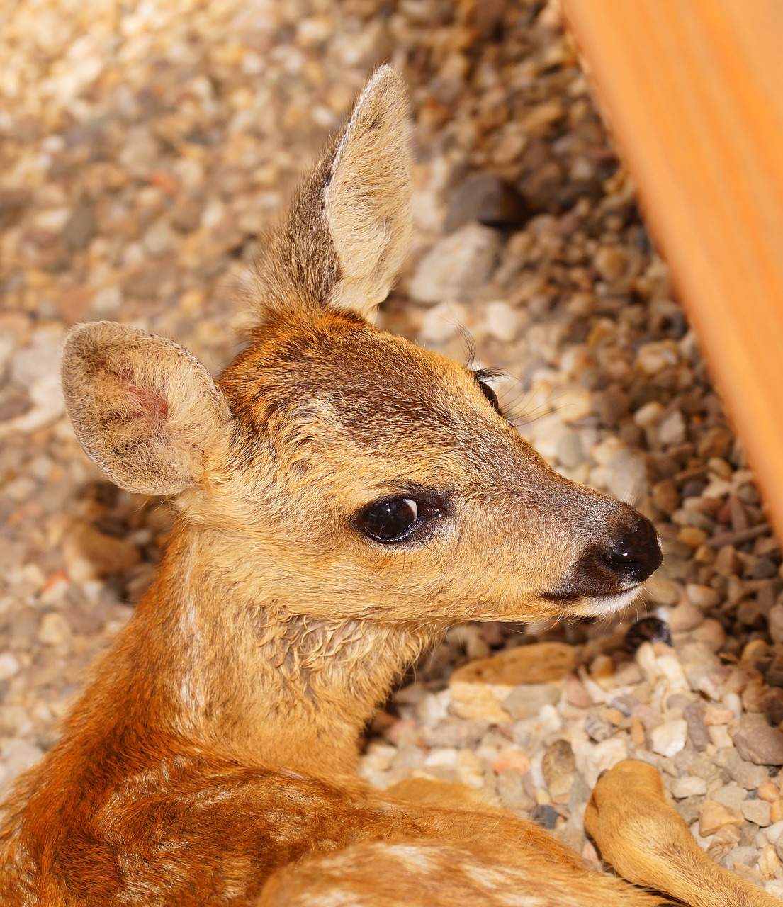 fawn young small free photo