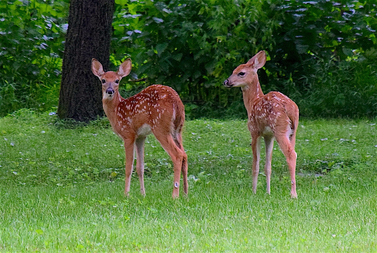 fawn deer twins free photo