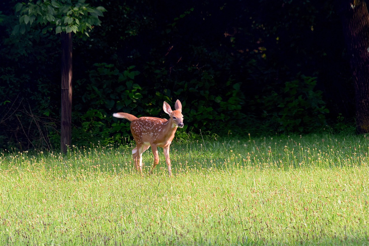 fawn running grass free photo