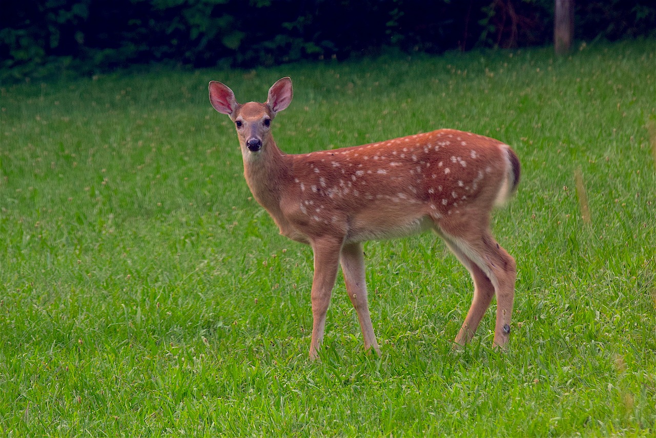 fawn,deer,wildlife,animal,nature,cute,mammal,wild,young,field,meadow,grass,...