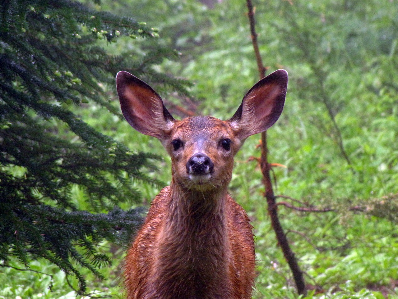 fawn ears wet free photo