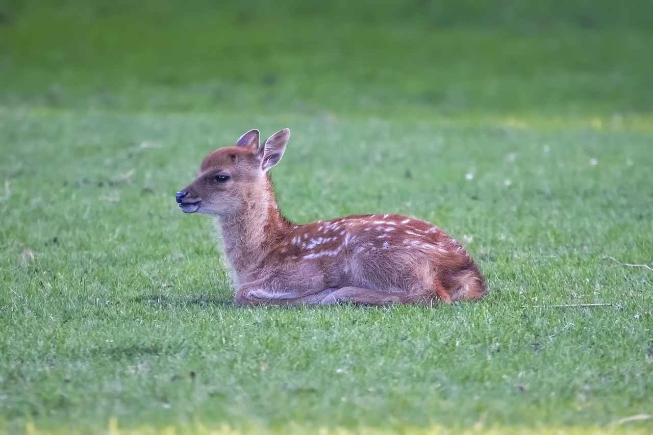 fawn young deer animal free photo