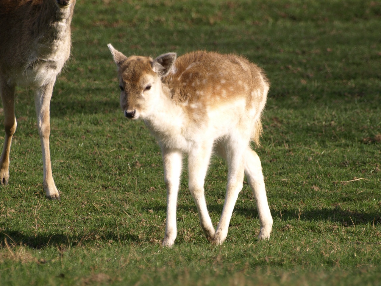 fawn young deer wild free photo