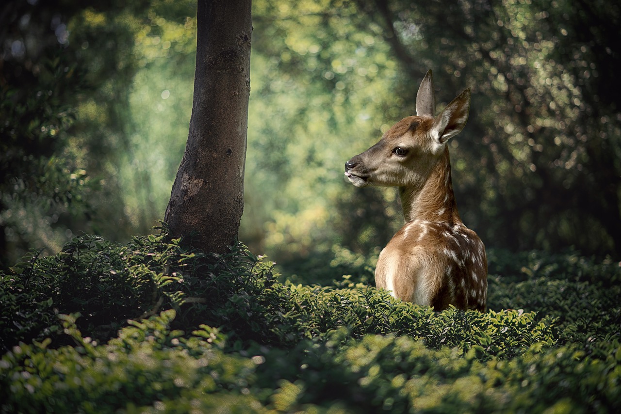 fawn  tree  nature free photo