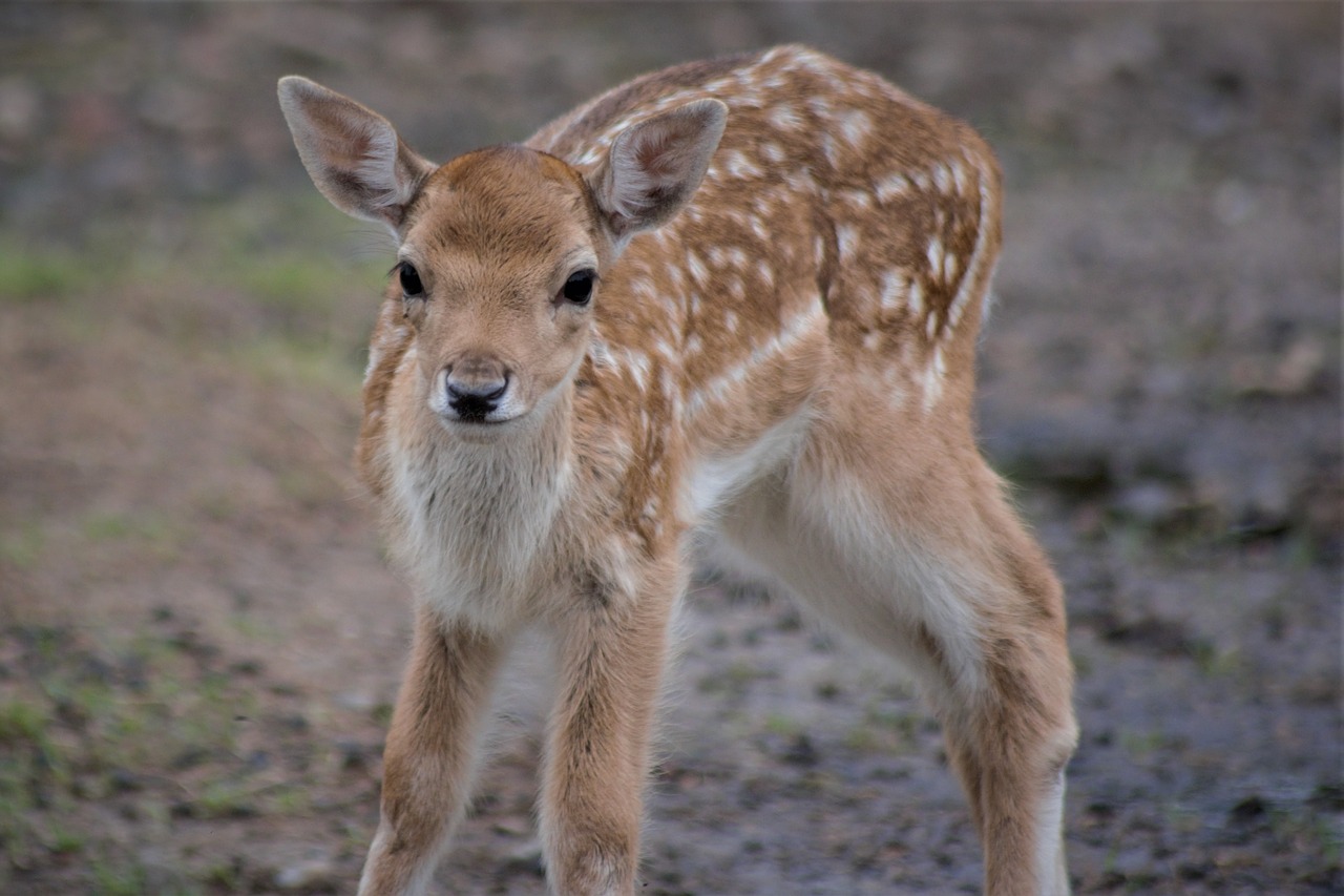 fawn  close up  wild animal free photo