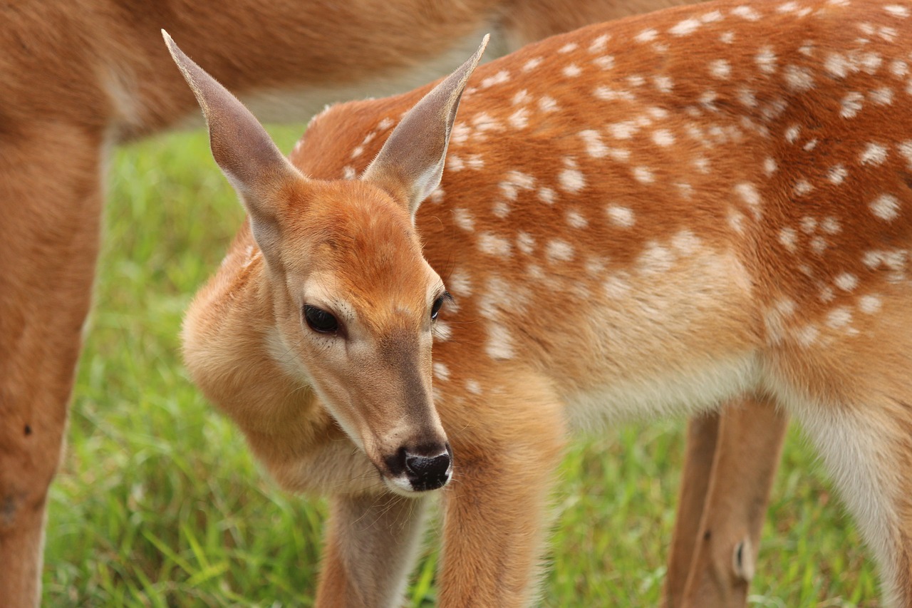 fawn  animal  white tail deer free photo