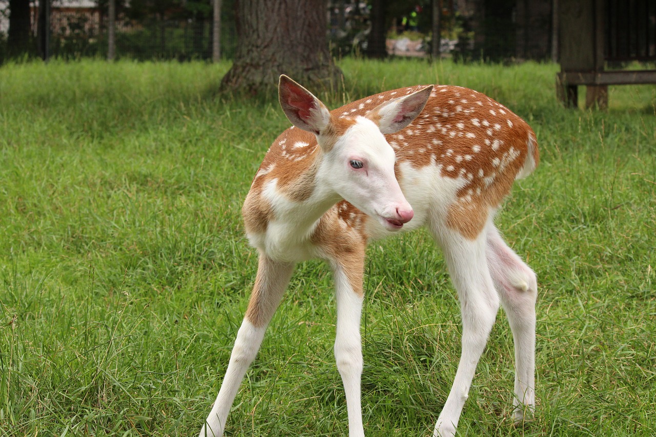 fawn  deer  mammal free photo