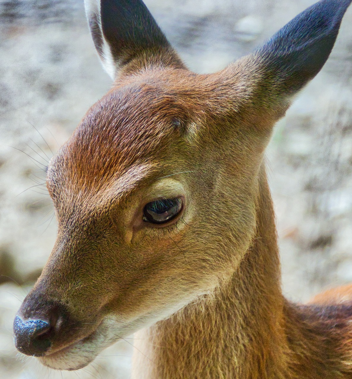 fawn  nature  roe deer free photo