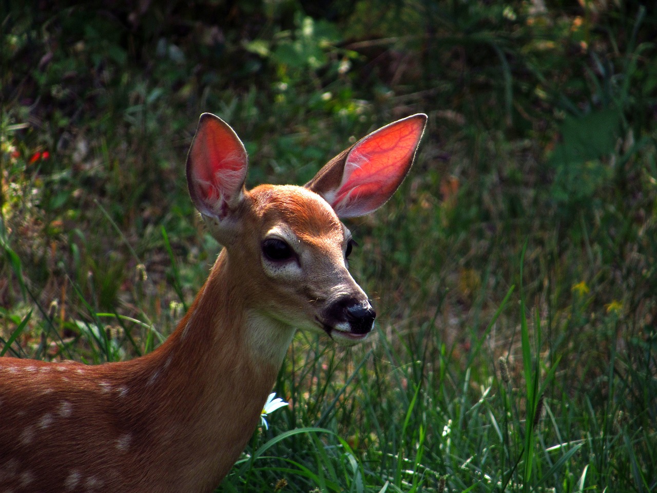fawn  deer  baby free photo