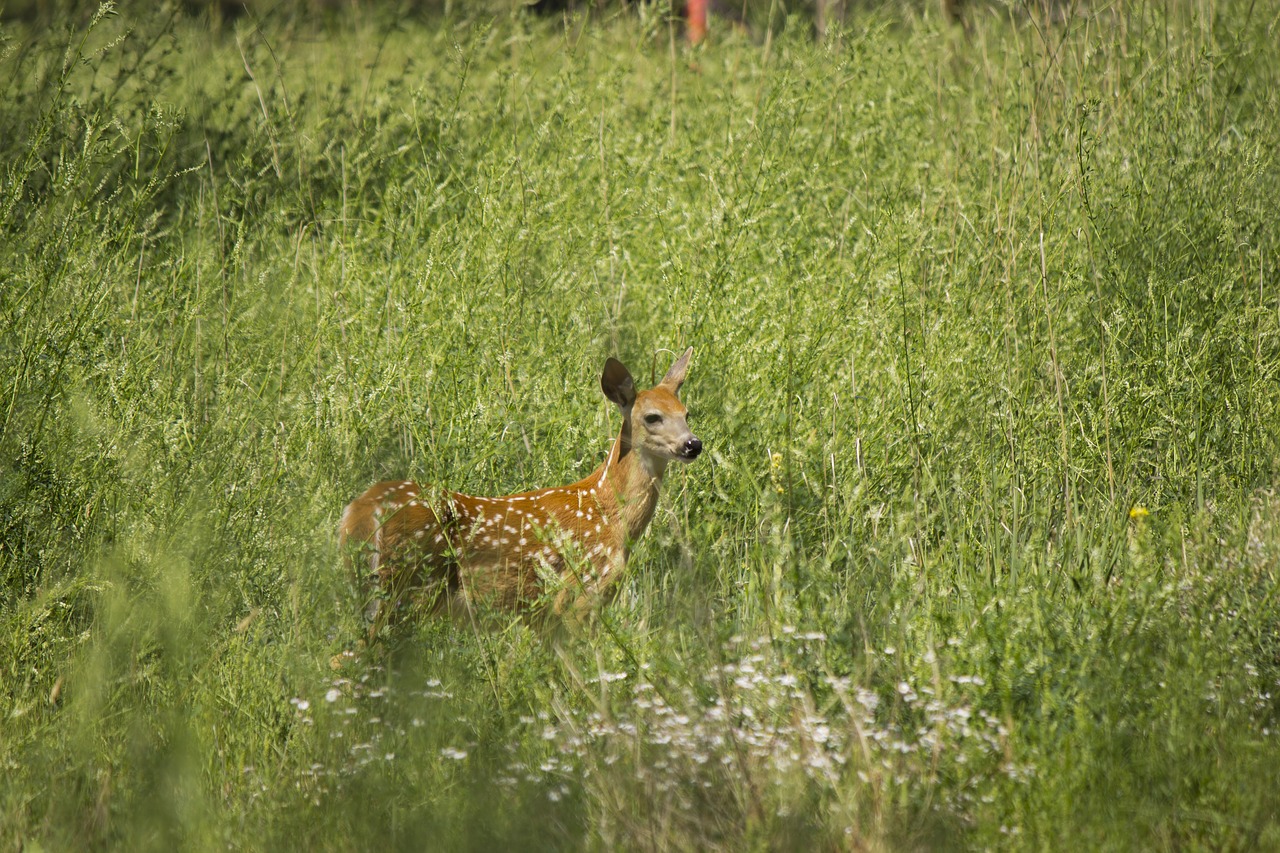 fawn  nature  young free photo