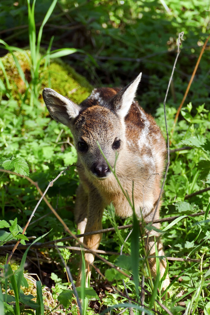 fawn  roe deer  young free photo