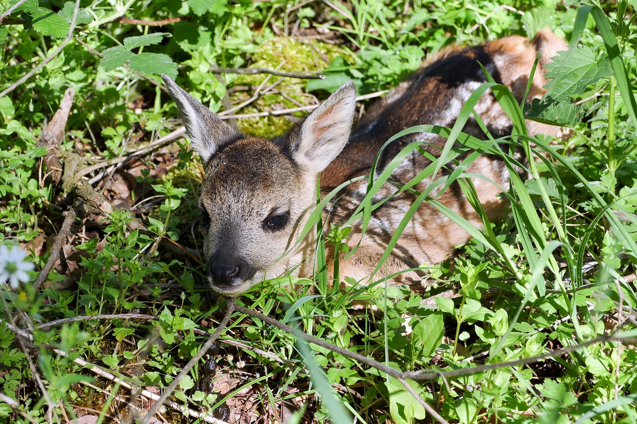 fawn  roe deer  young free photo