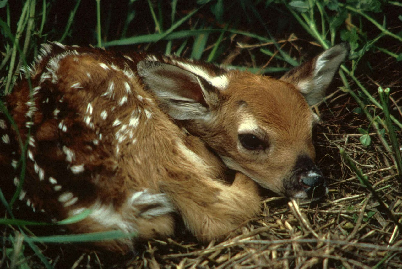 fawn deer baby free photo