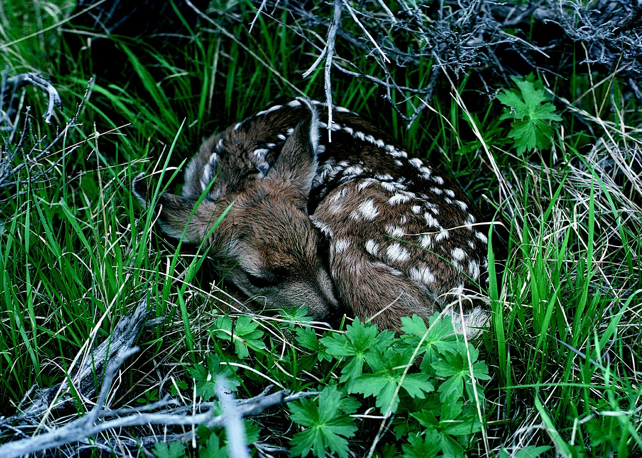 fawn baby deer free photo