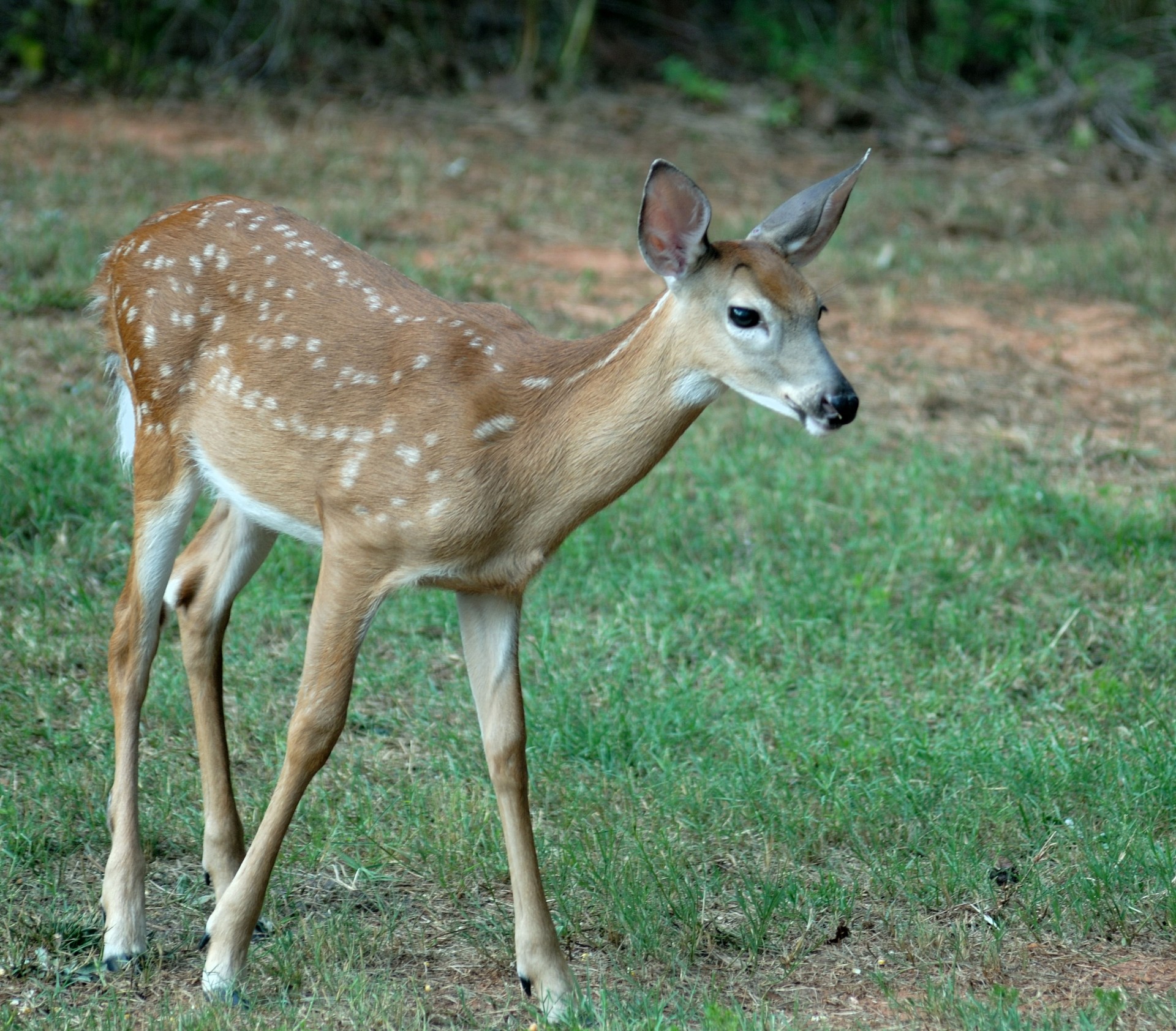 alert animal bambi free photo