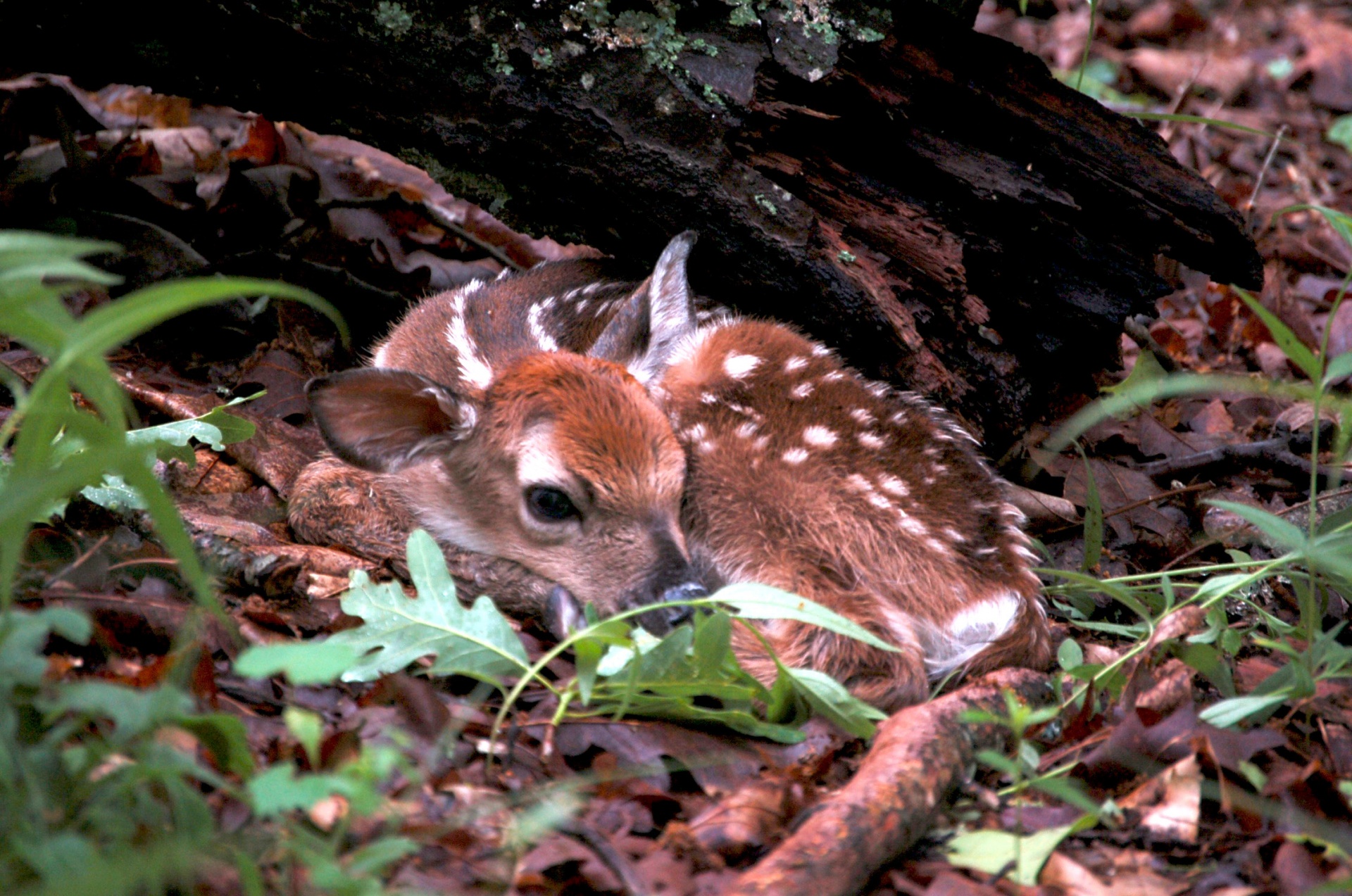 fawn deer baby free photo