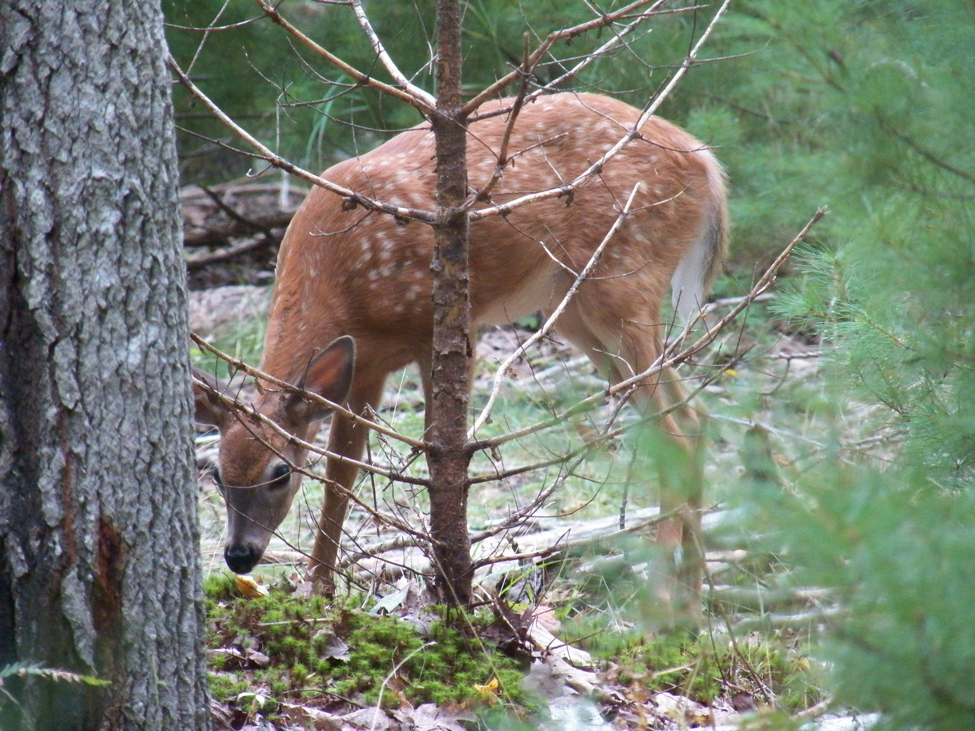 deer fawn fawns free photo