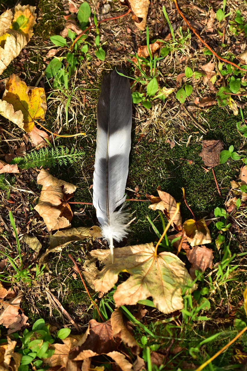 feather filigree autumn free photo