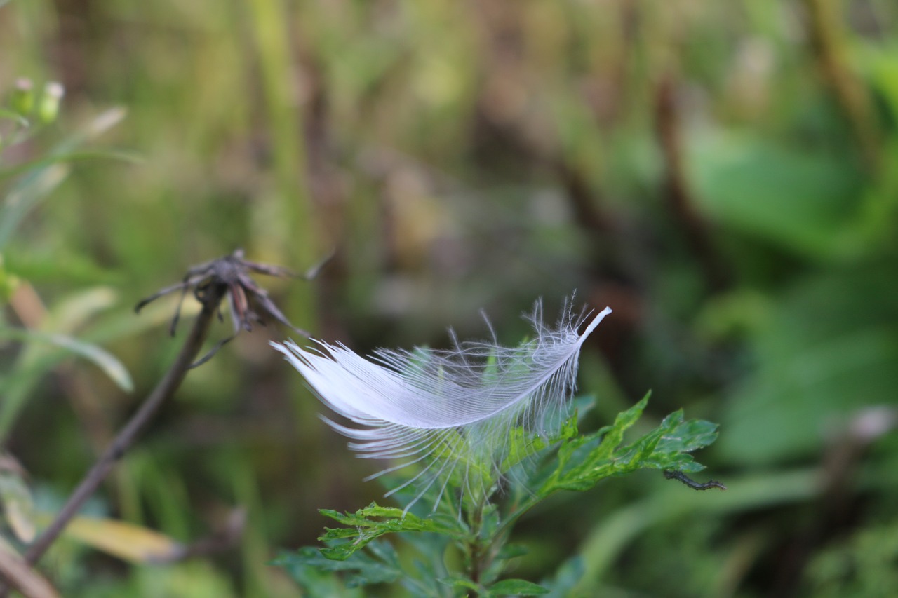 feather field macro free photo