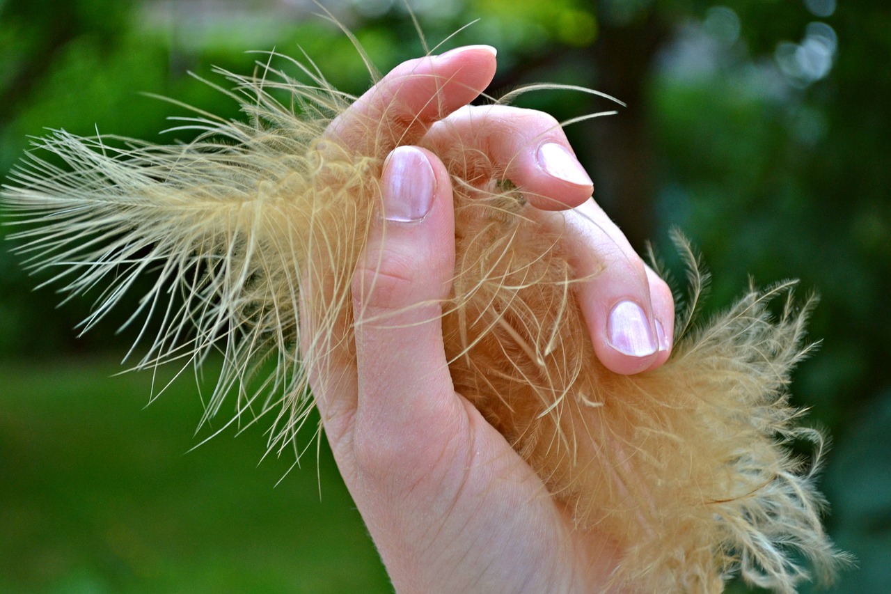 feather plume hand free photo
