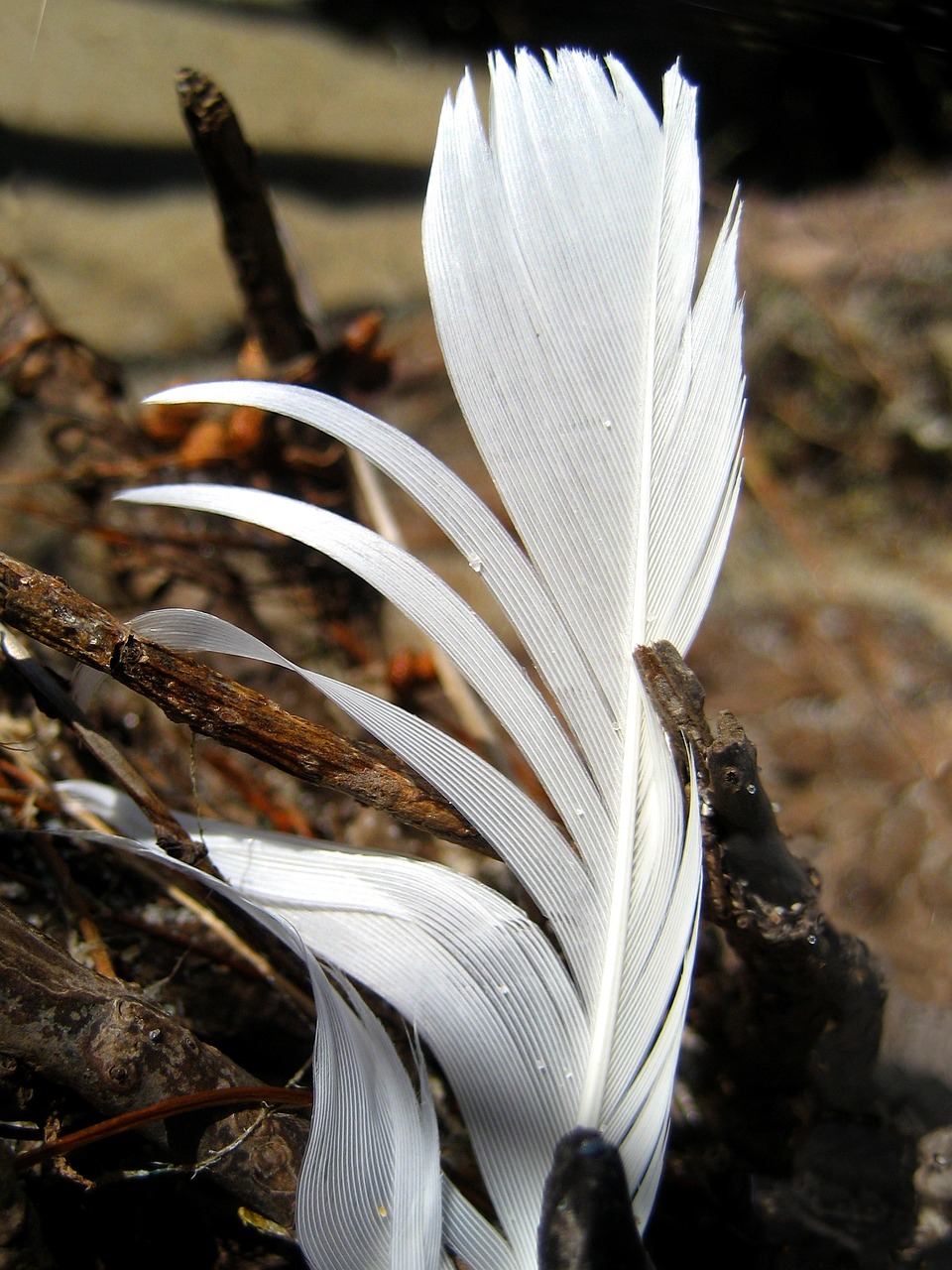 feather white nature free photo