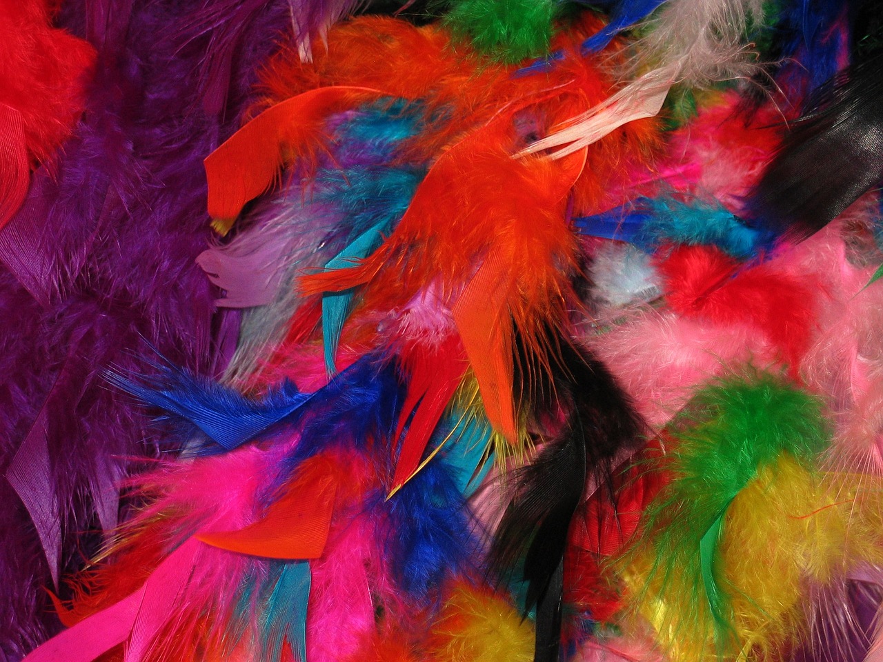 feather colorful feathers carnival free photo