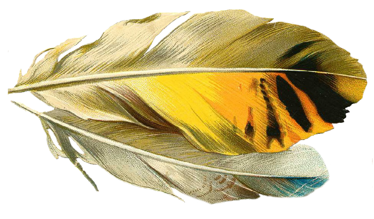 feather quill old free photo