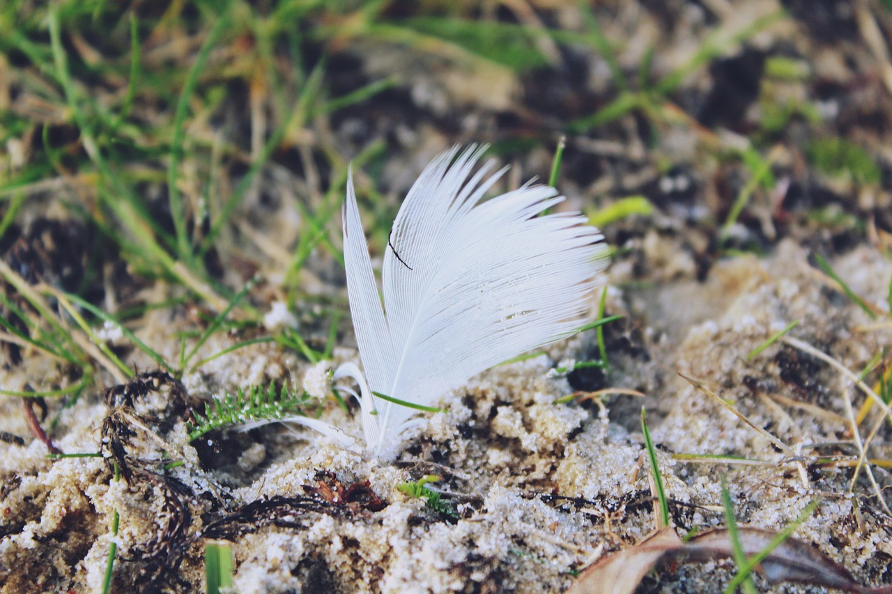 feather ground grass free photo