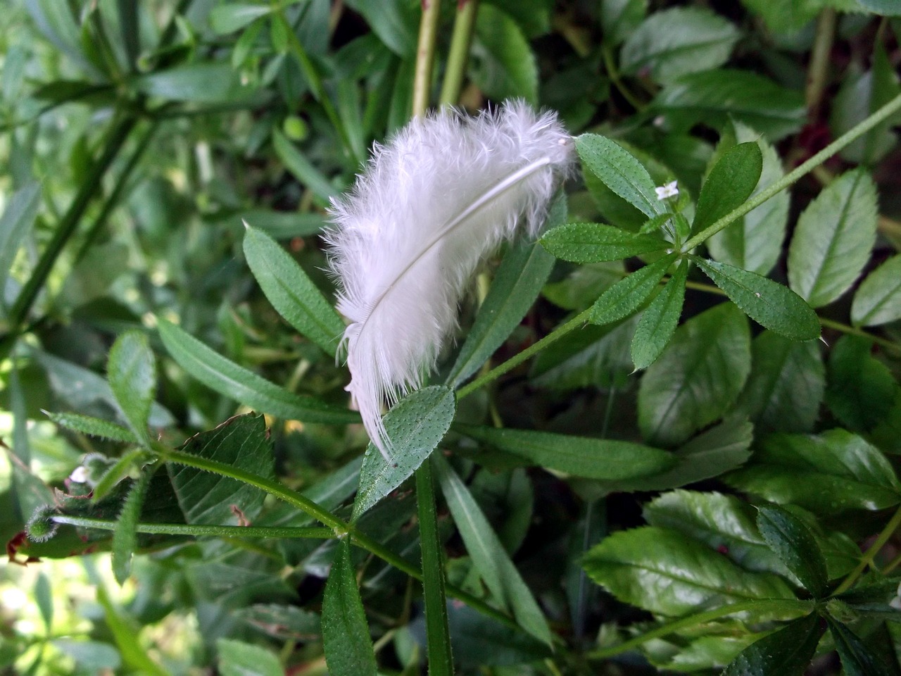 feather angel holy free photo