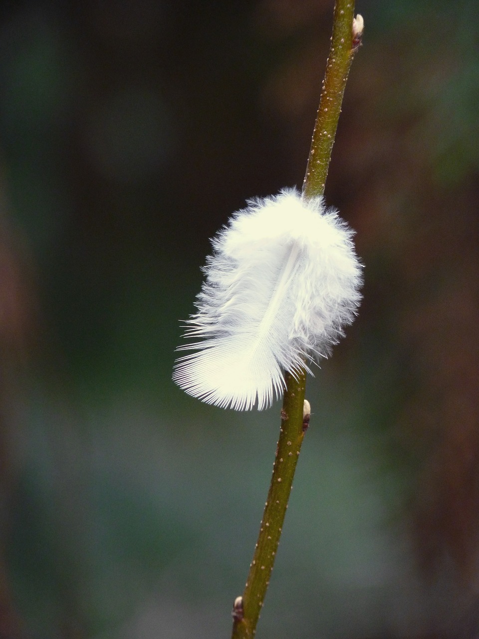 feather branch tree free photo