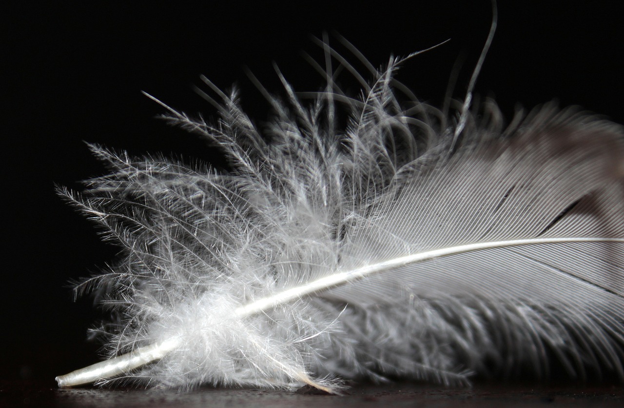 feather feather fluff white free photo