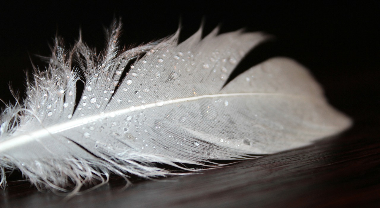 feather feather fluff white free photo