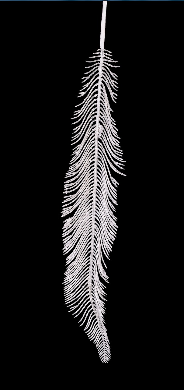 feather white close free photo