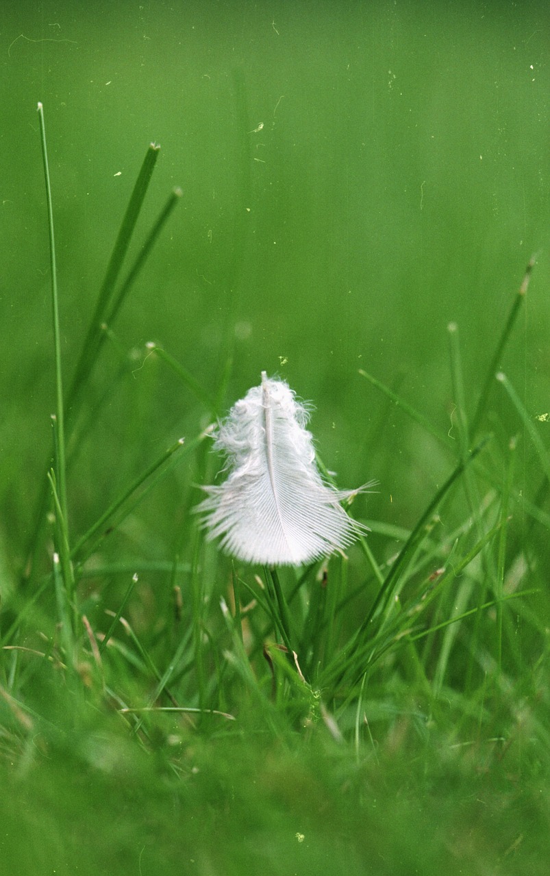 feather green grass free photo