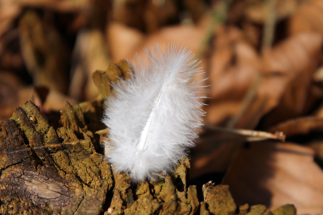 feather decoration nature free photo