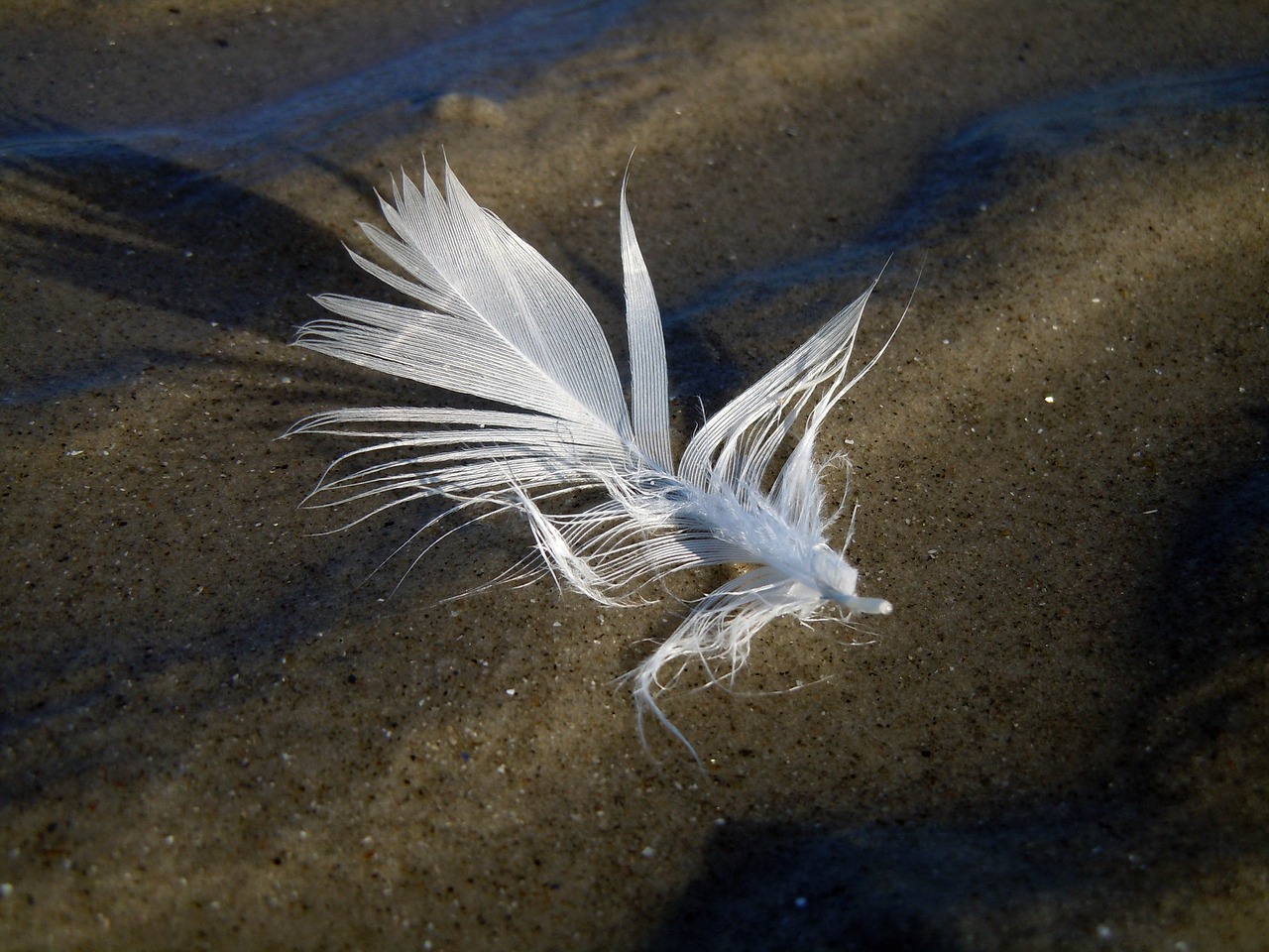 feather white sand free photo