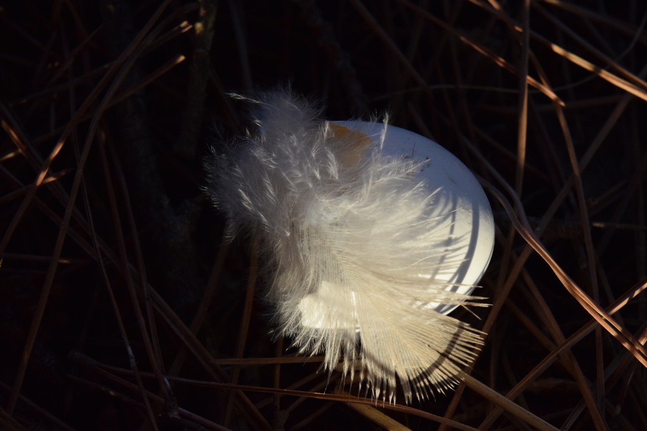 feather bird feather fluff free photo