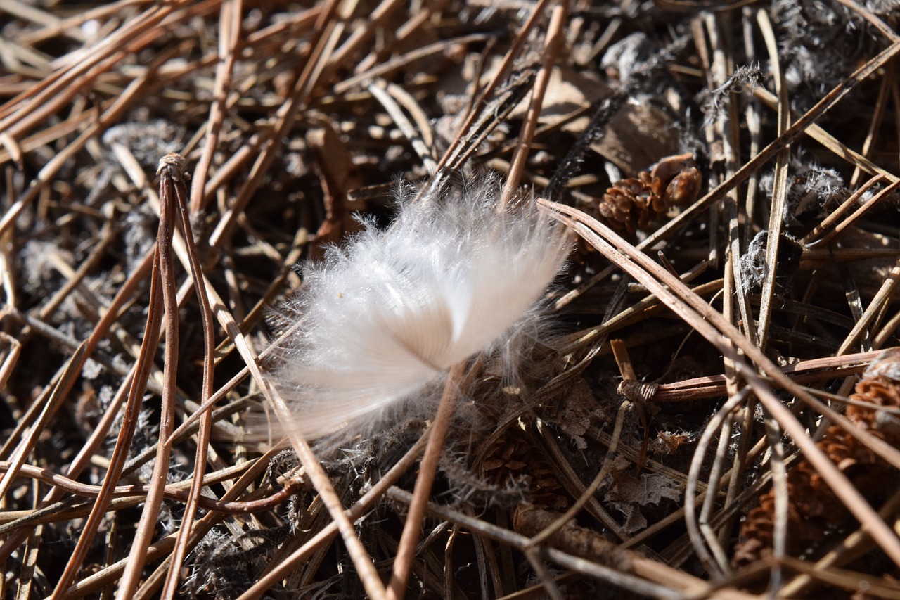 feather bird feather fluff free photo