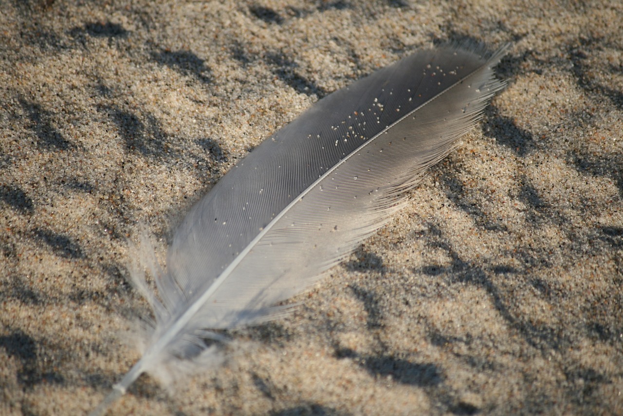 feather sand beach free photo