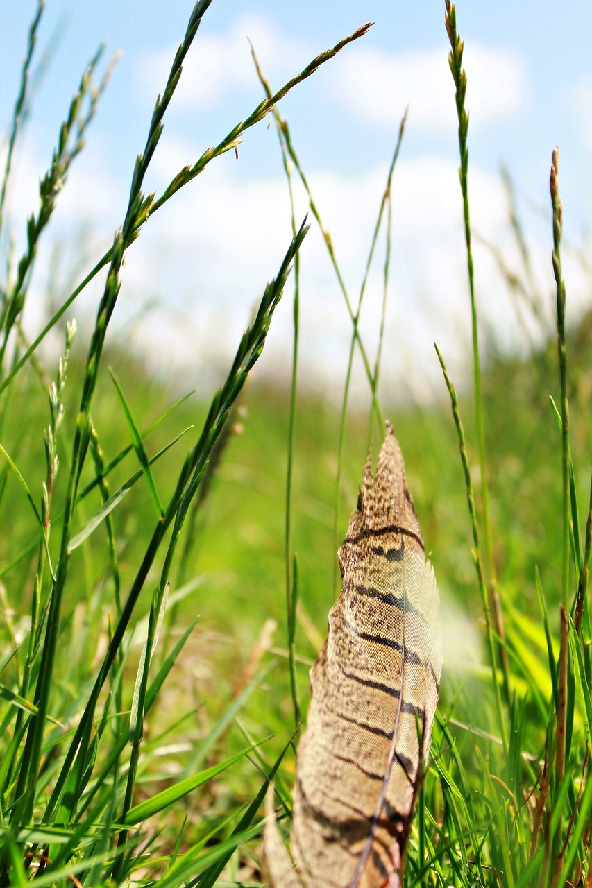 feather grass ground free photo