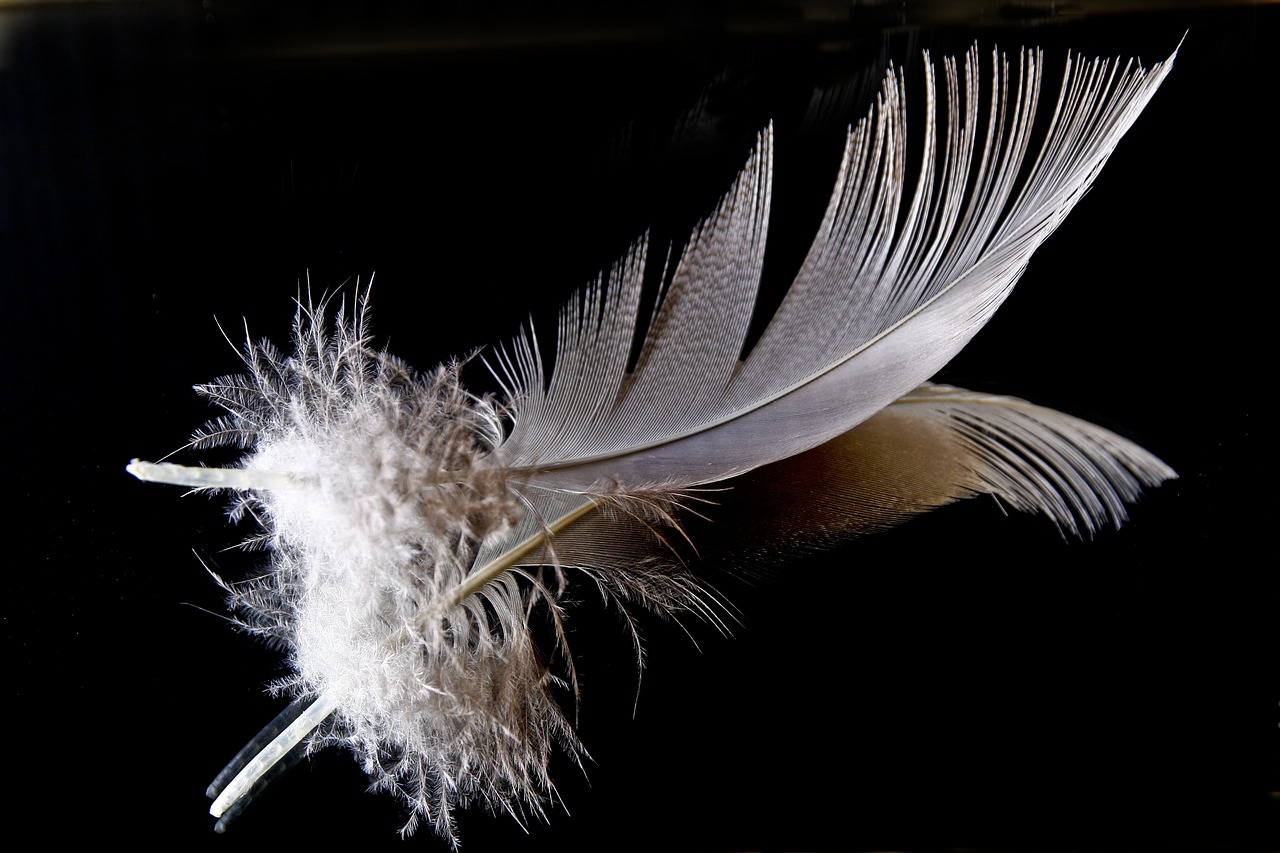 feather down mirroring free photo