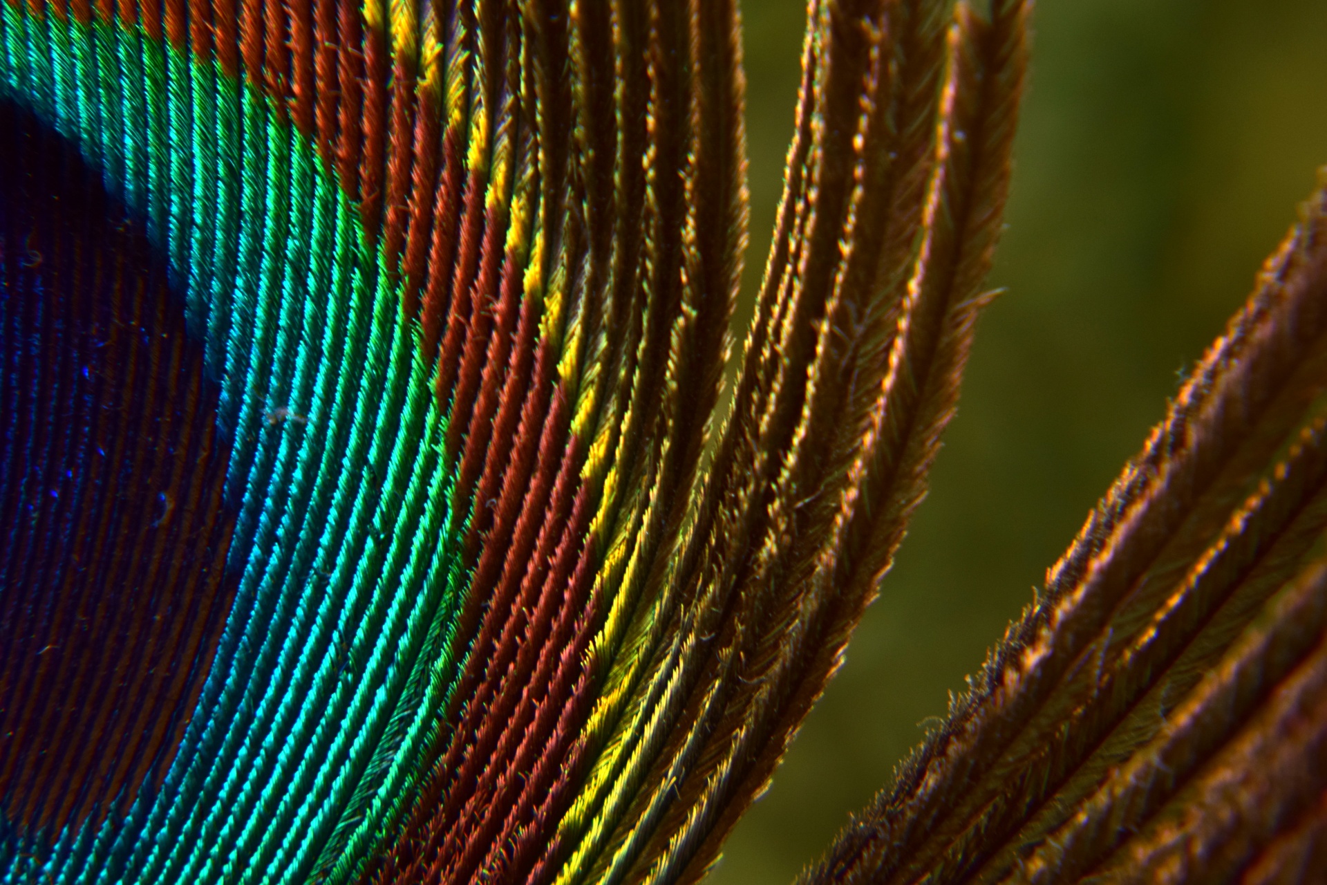 feather colors peacock free photo