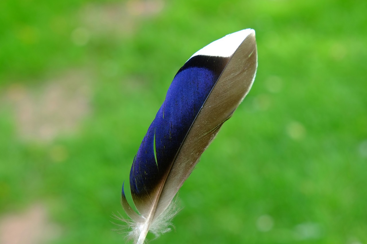 feather bird duck free photo